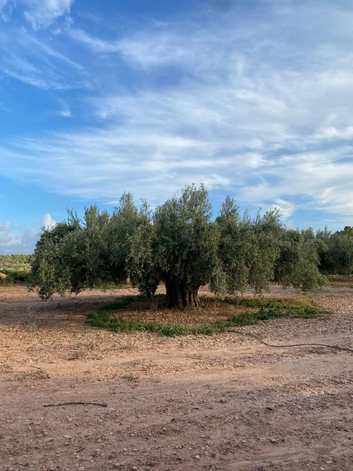 foto olivo centenario